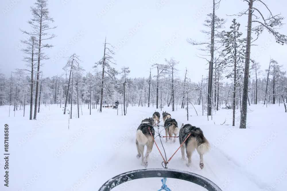 哈士奇在寒冷的冬日里，拖着雪橇在白雪皑皑的北极地区奔跑。Rii