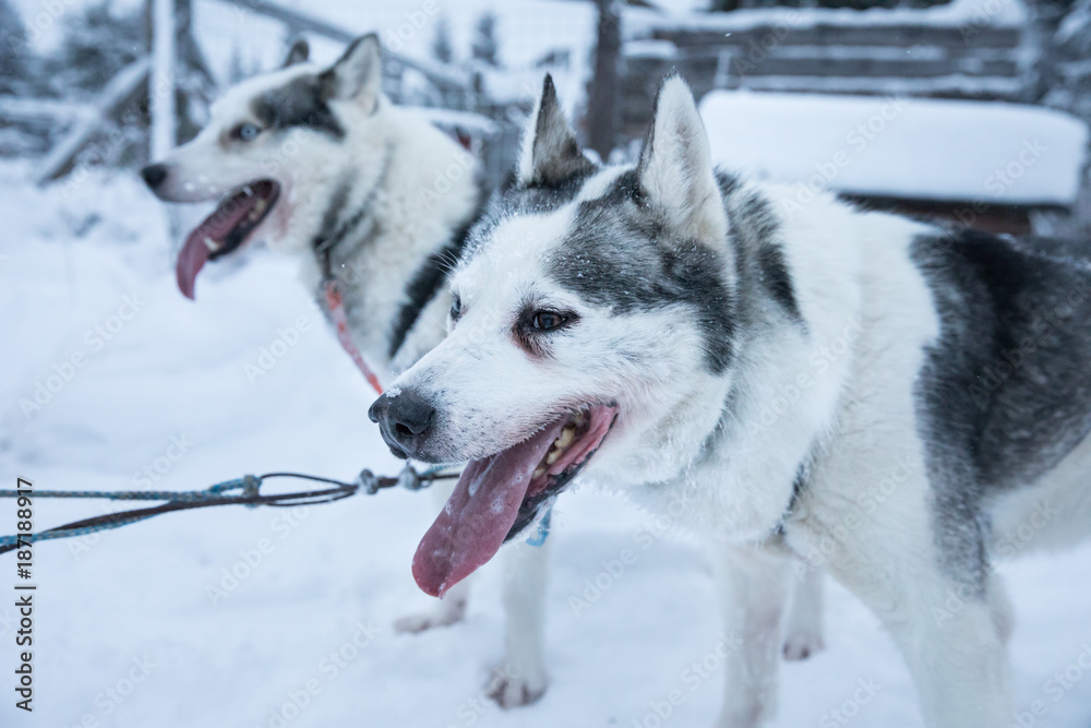 在一个白色的北极日，疲惫的哈士奇在雪地狗拉雪橇旅行后放松。Kuusamo，Riisiunturi，