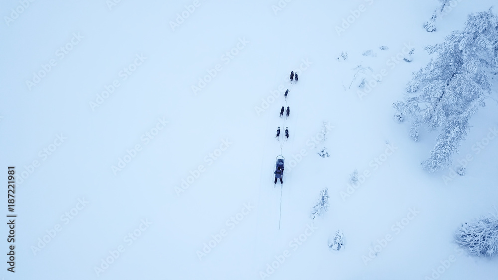 游客在芬兰拉普兰白雪皑皑的北极冬季玩狗拉雪橇的鸟瞰图。Riisit