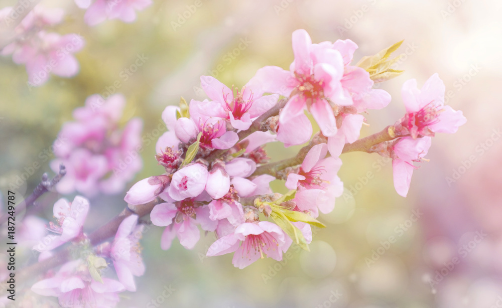 Obstblüte im Frühling