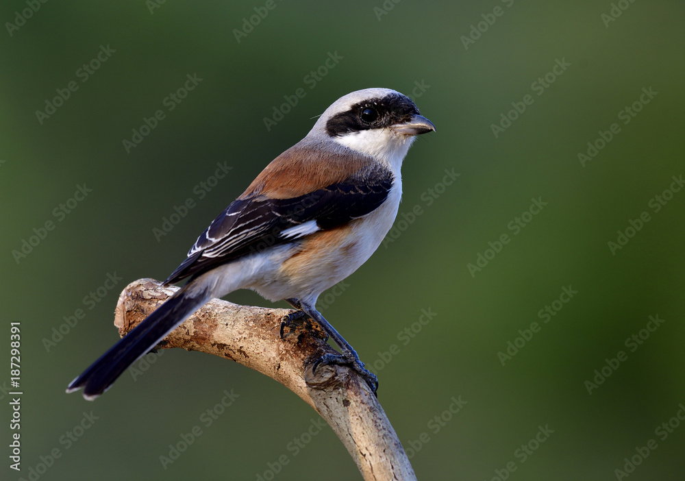 Bay-backed Shrike (Lanius vittatus) Beautiful brown back and grey head bird showing its back feather