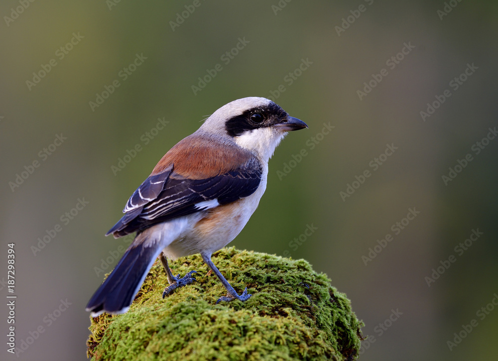 湾背伯劳（Lanius vittatus）美丽的棕色背部和灰色头部的鸟展示了它的背部羽毛