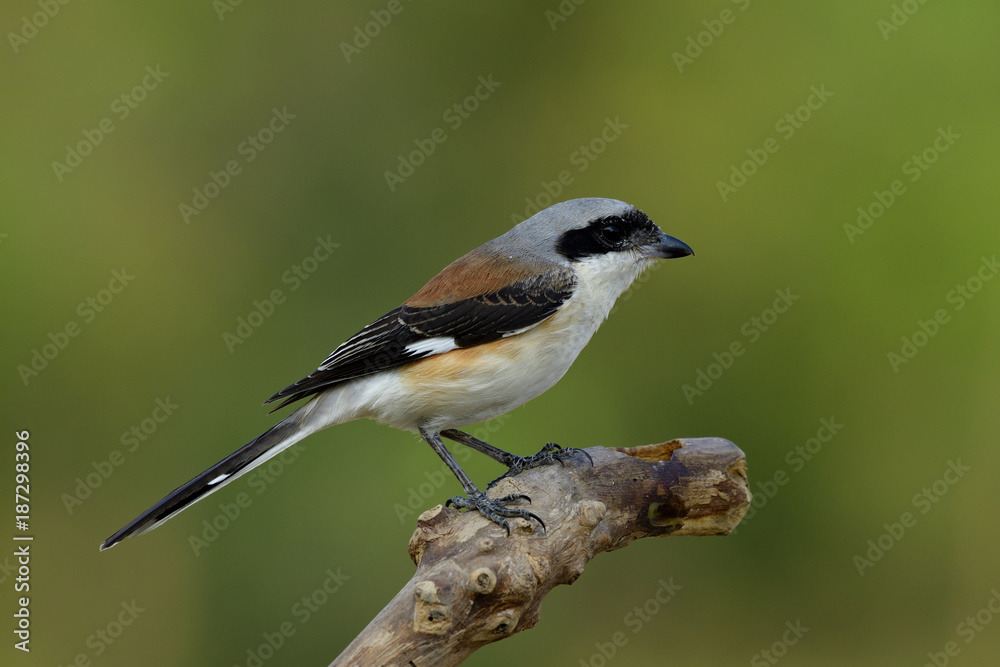 Bay-backed shrike (Lanius vittatus) Beautiful brown back, black wings and fine grey head bird standi