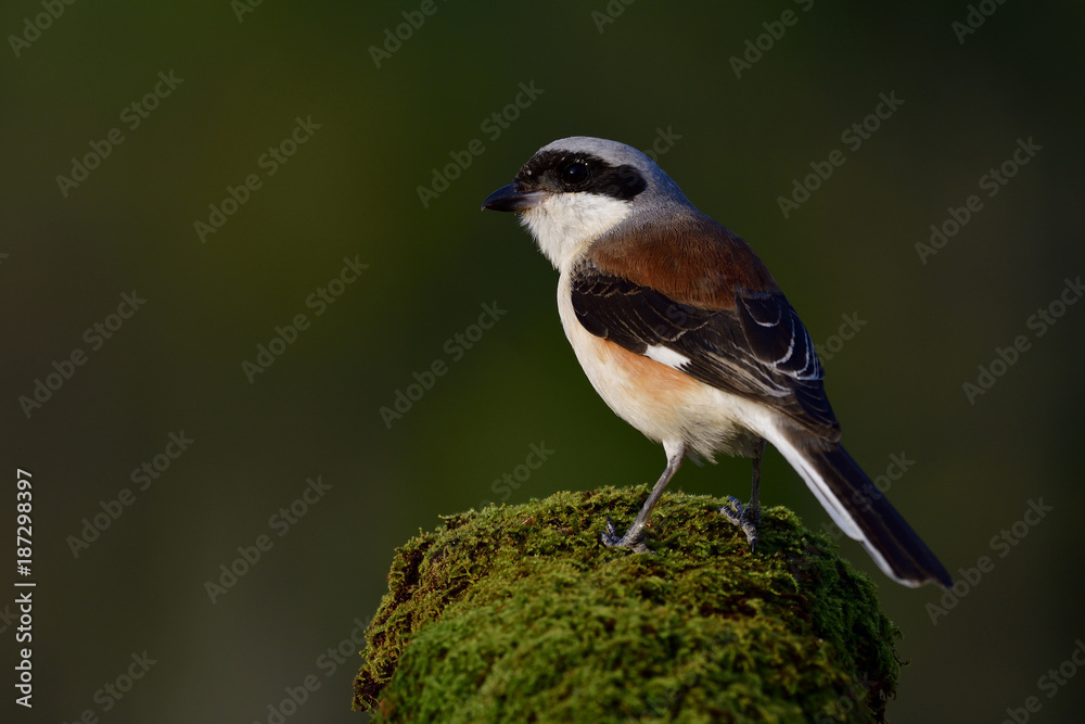 湾背伯劳（Lanius vittatus）美丽的棕色背部，黑色翅膀和灰色头部的鸟栖息在上面