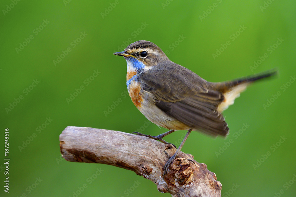 Beautiful brown bird with bright blue and orange feathers on neck perching on top log in nature over