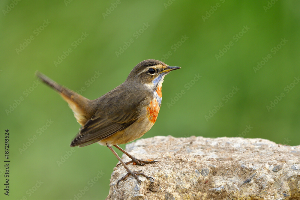 Beautiful brown bird with bright blue and orange feathers on its neck perching dirt ground in nature