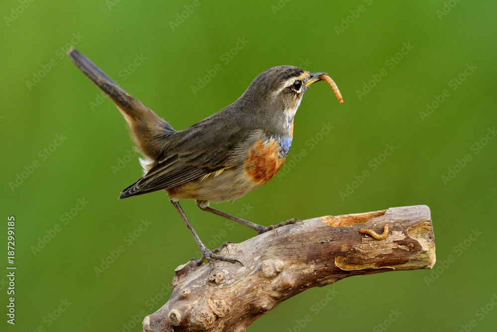 快乐的小鸟栖息在原木上吃蠕虫大餐，西伯利亚蓝喉（Luscinia svecica）