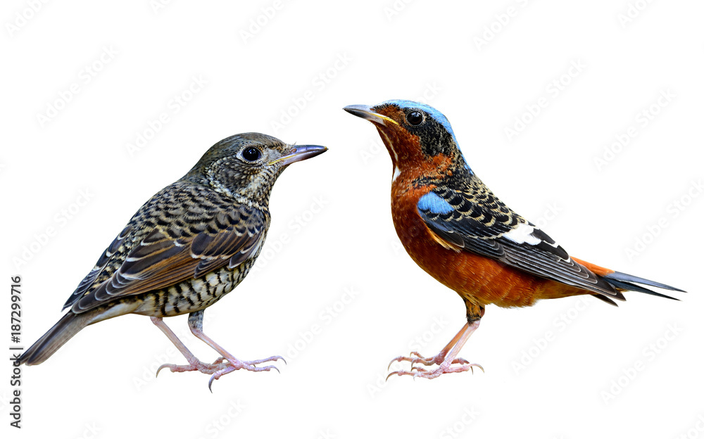 Pair of White-throated Rock Thrush (Monticola gularis) grey and dark brown bird species in Muscicapi