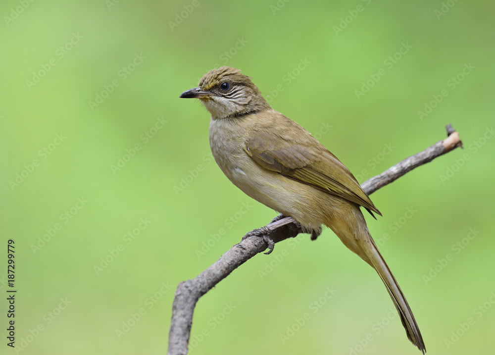 条纹耳白头翁（Pycnonotus conradi bulbul）栖息在桥上的树枝上的细淡黄色鸟类