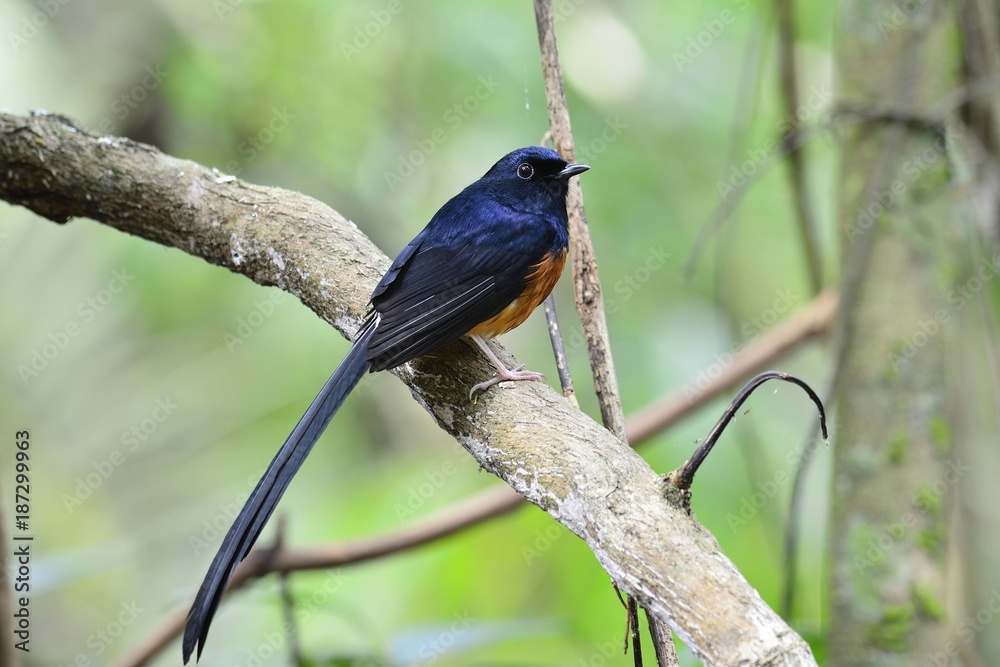 白臀沙玛（Copsychus malabaricus）美丽的黑色和橙色长尾鸟栖息在o