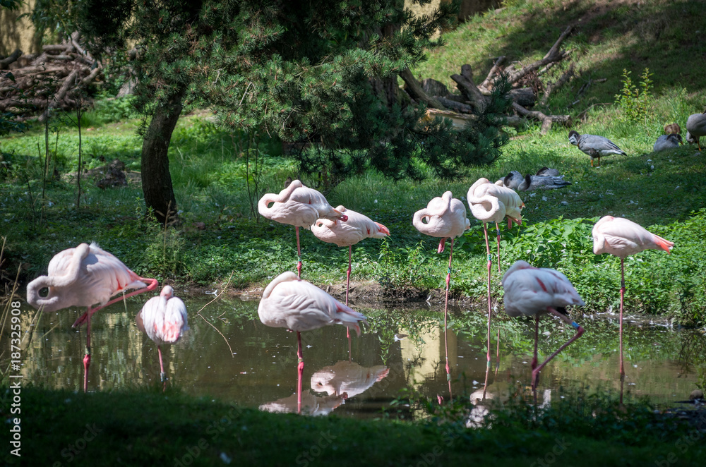 Flamingos