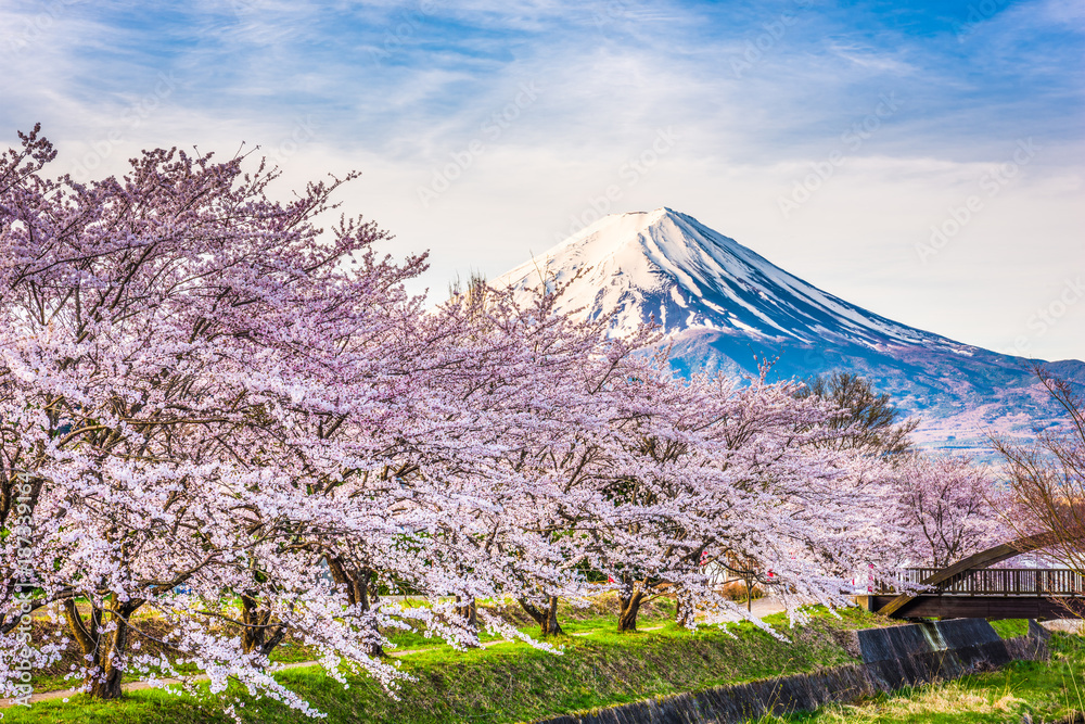 春天的日本富士山