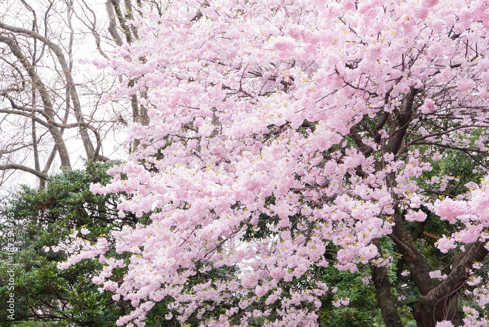 樱花现场