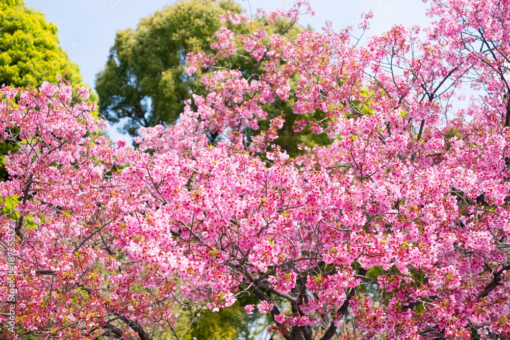 樱花现场