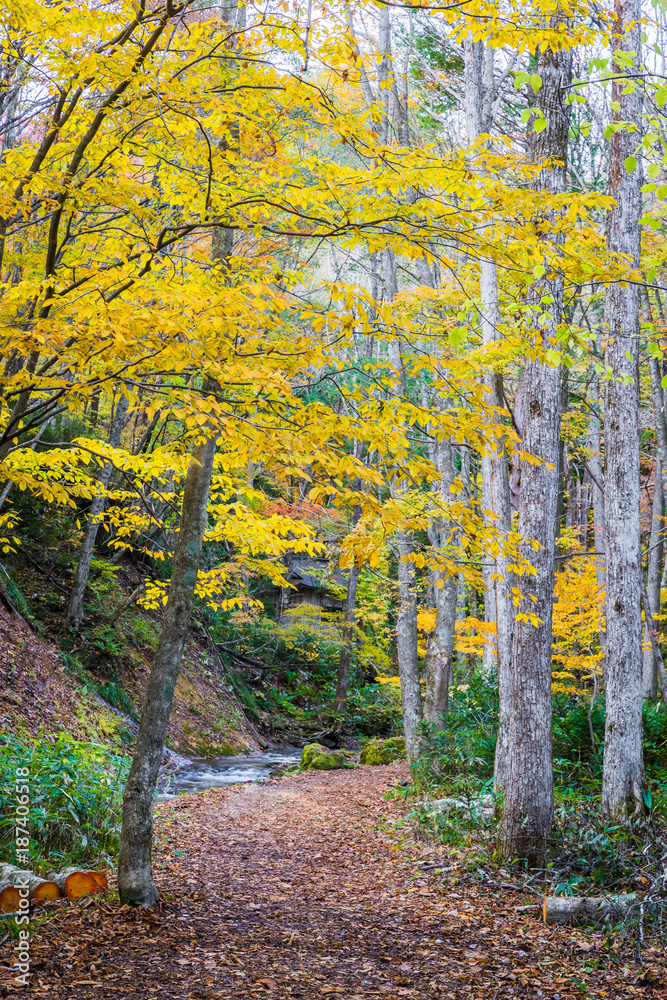 Tatsuzawafudo Falls at Fukushima in autumn