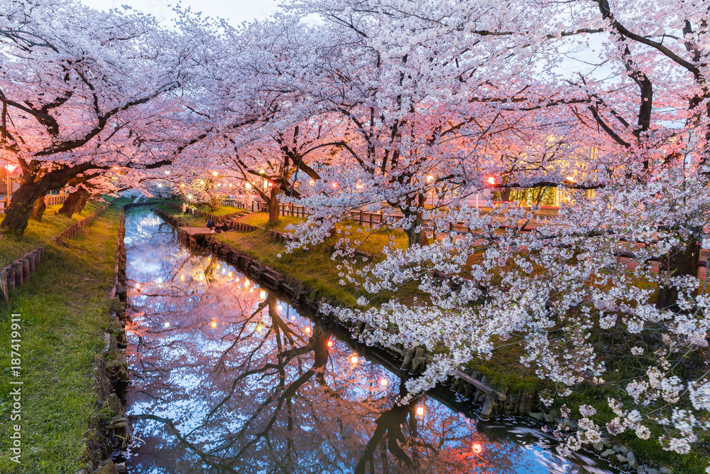 Japanese Sakura cherry blossom with small canal in spring season