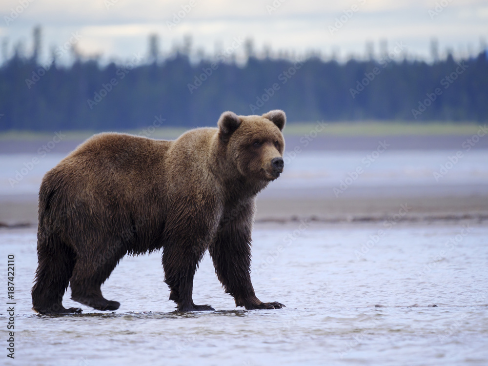 Coastal brown bear, also known as Grizzly Bear (Ursus Arctos). South Central Alaska. United States o