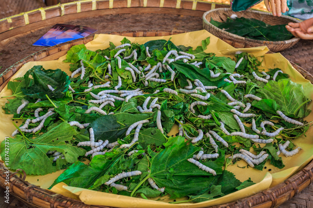 Mulberry leaves and silkworms