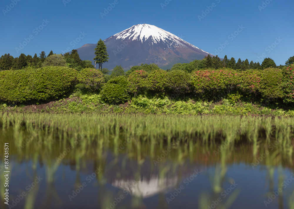 春天的富士山和稻田