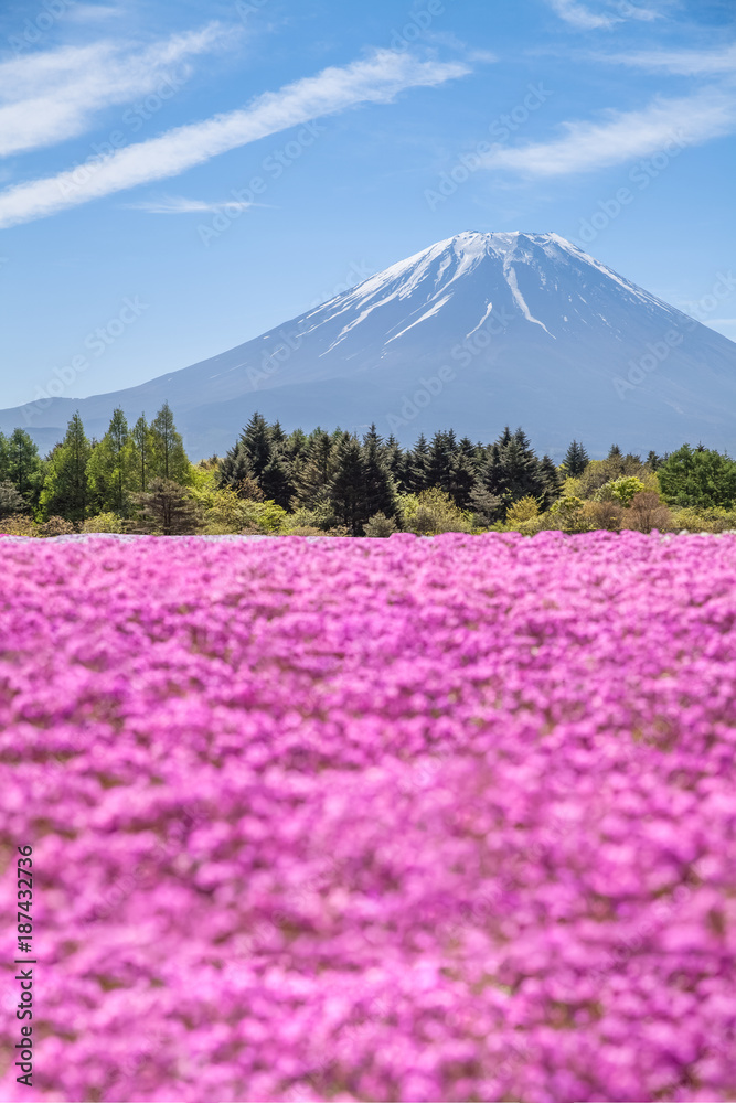 春天的富士山和粉红色苔藓田……