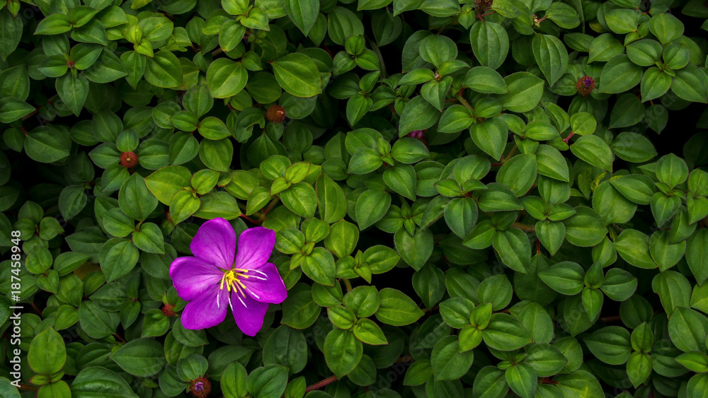 西班牙披肩的紫罗兰或蔓越莓花（Heterocentron elegans（Schltdl.）Kuntze）wi