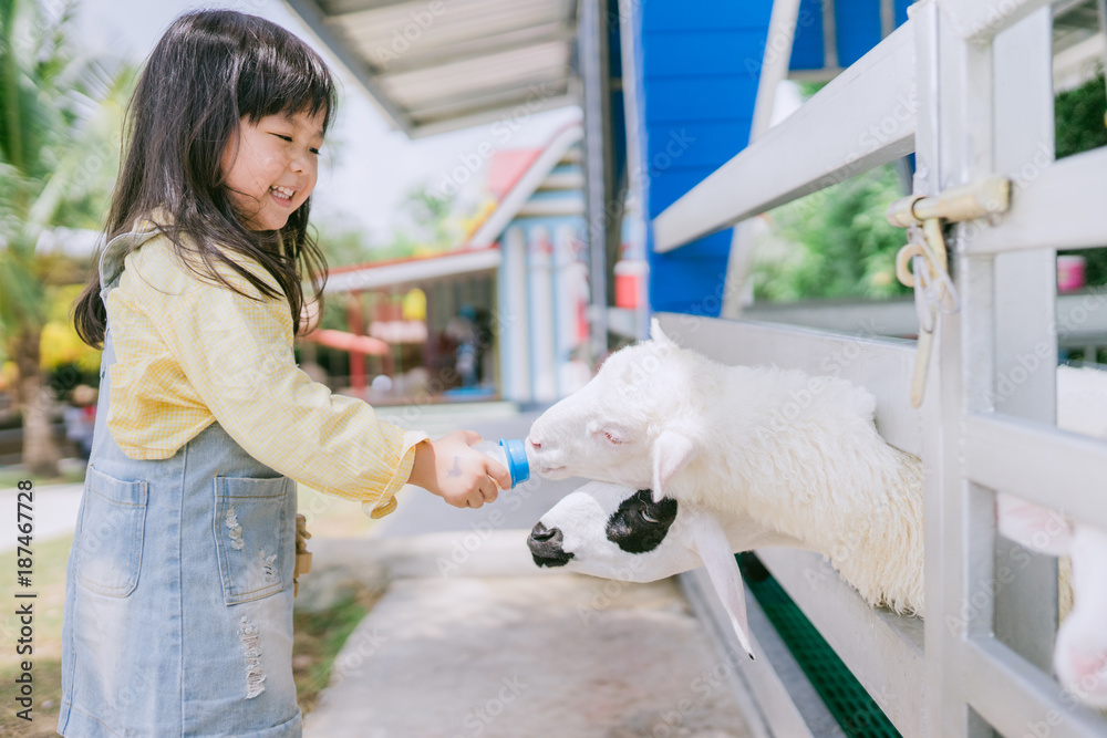 Sheep feeding.Little asian girl feeding milk bottle to cute sheep on sheep farm.