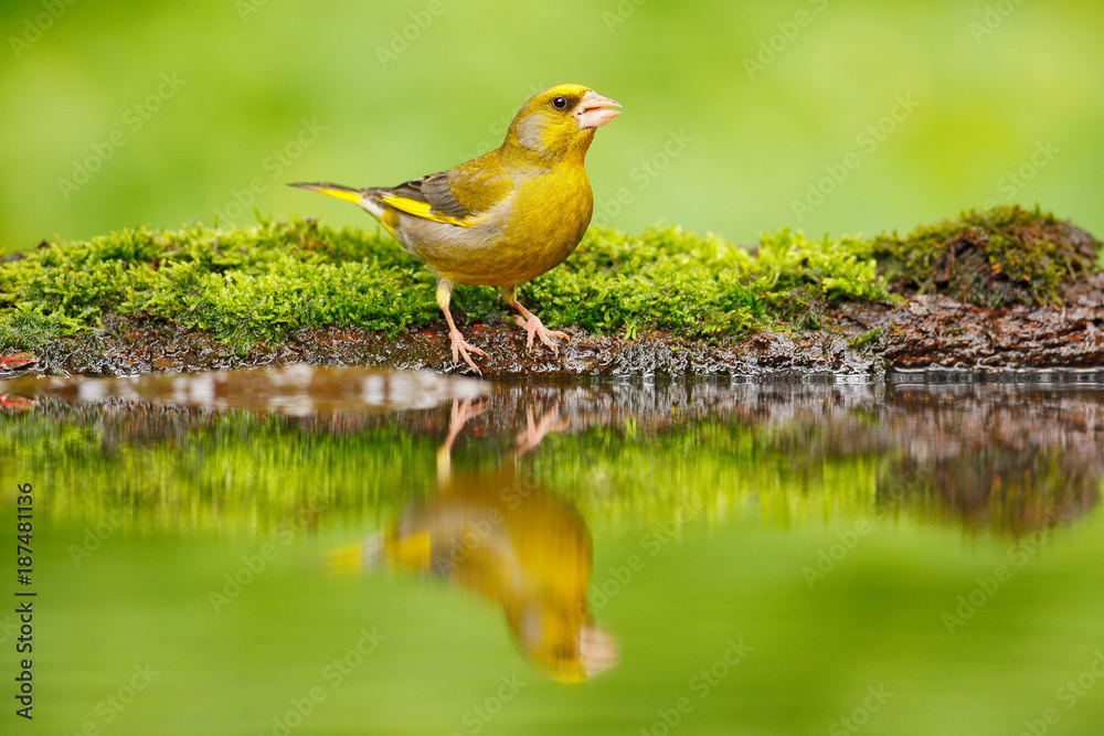 绿色和黄色的鸣禽——欧洲绿雀，Carduelis chloris，坐在黄色落叶松树枝上