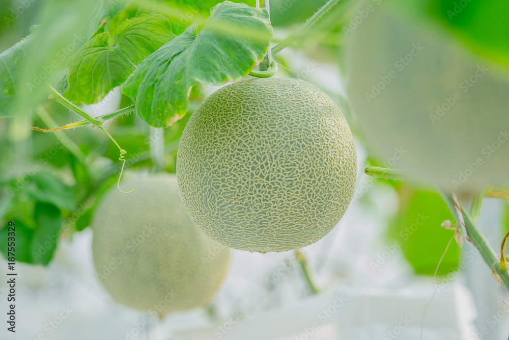 young green melon or cantaloupe growing in the greenhouse