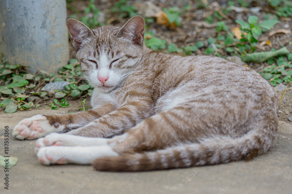 一只睡在地上的棕色小猫的画像