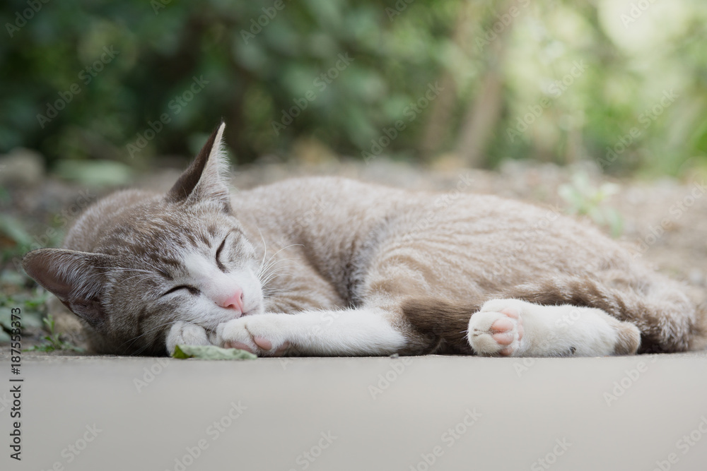 一只睡在地上的棕色小猫的画像