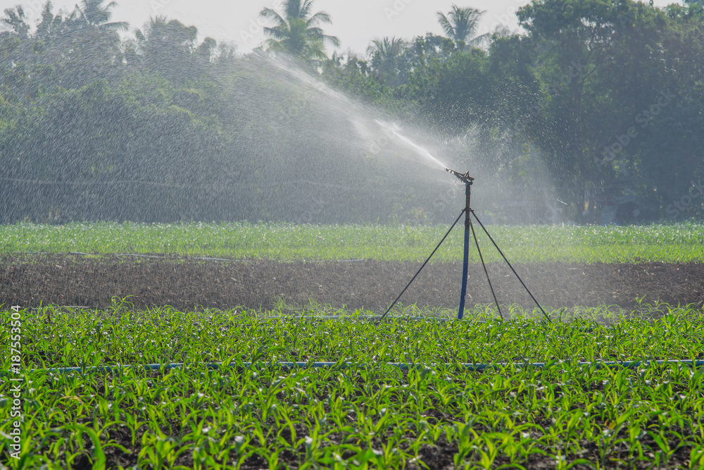 watering corn field in agricultural garden by water springer