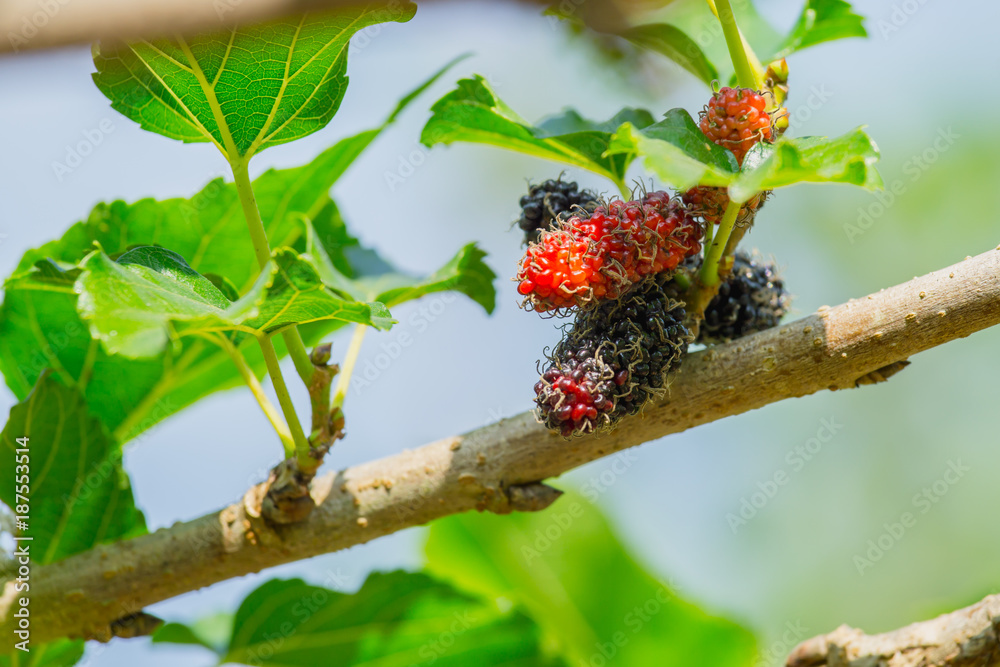 Black and red fresh mulberry fruit on the branch of tree in agriculture garden (Morus nigra, Moracea