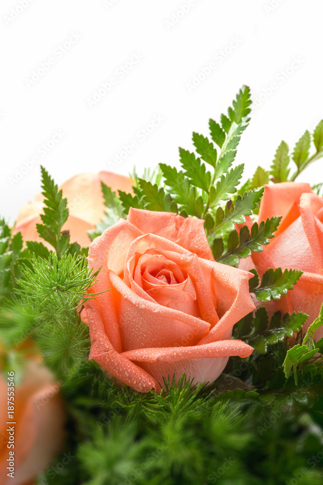 close up wet orange roses with fern leaves on white background.