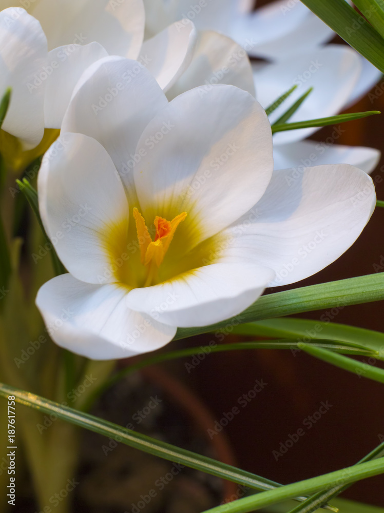 Crocus Record