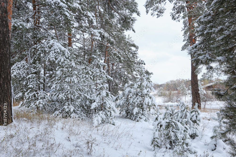 snowfall in the woods