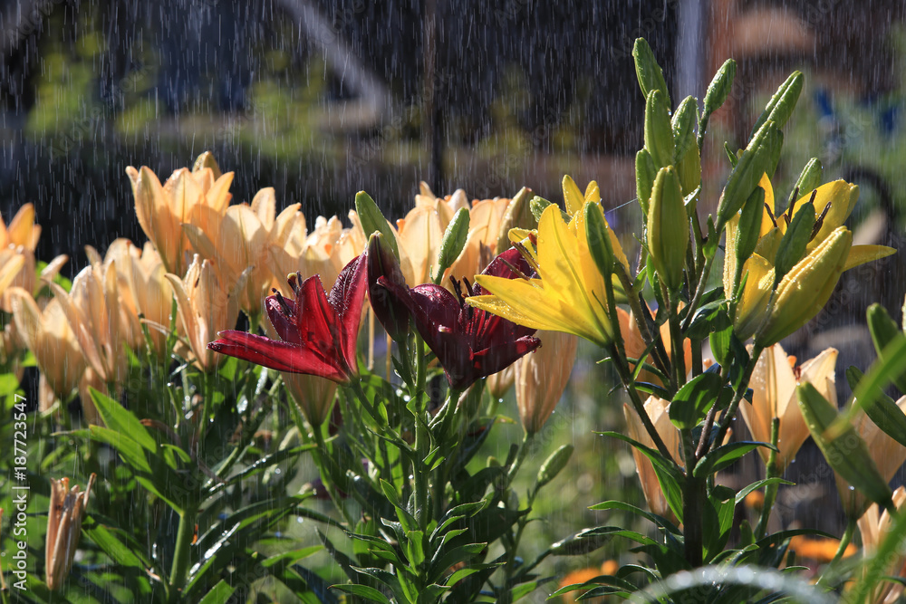 夏雨