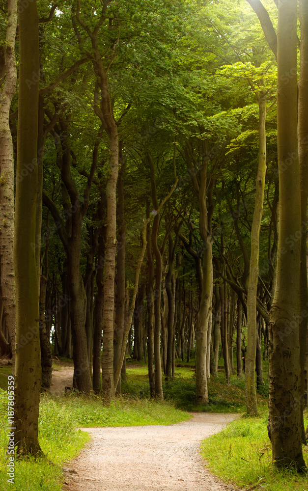 Wanderweg in einem Laubwald 