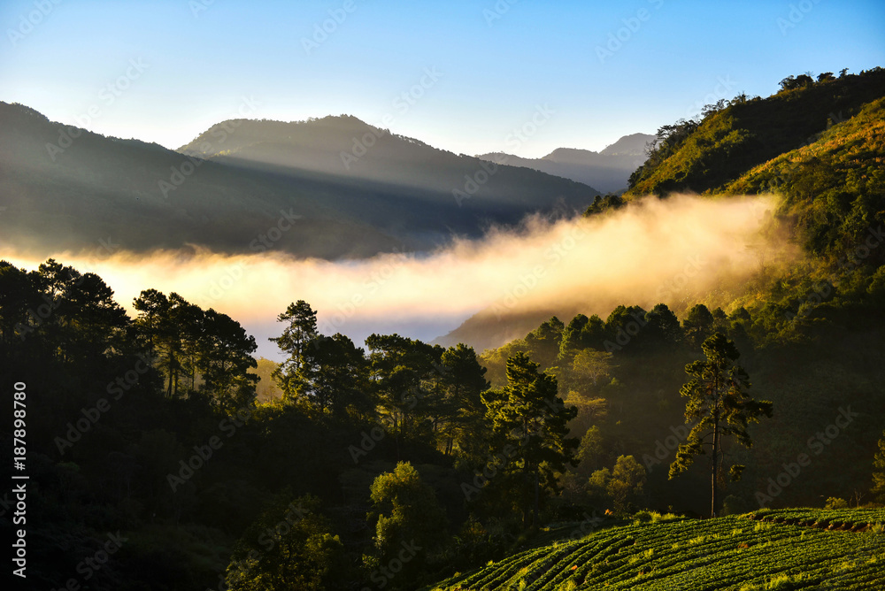 背景是泰国美丽的山脉。淡淡的晨雾草莓农场是Doi Ang Khang。