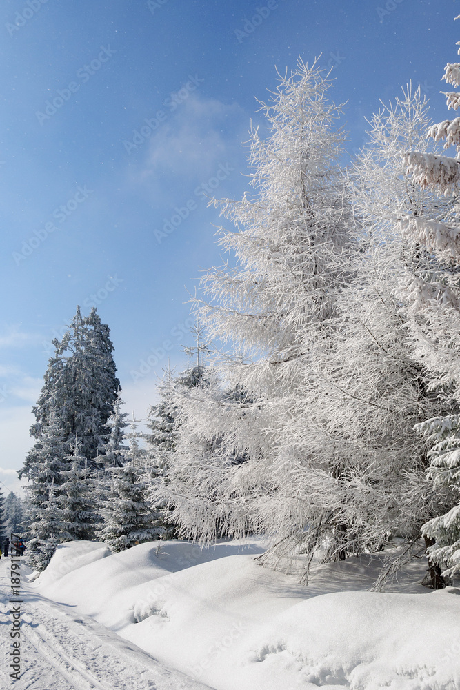 树上有雪的冬季景观