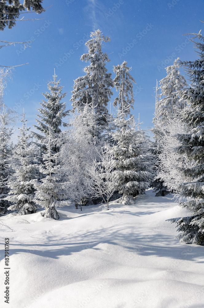 winter landscape with snow on trees