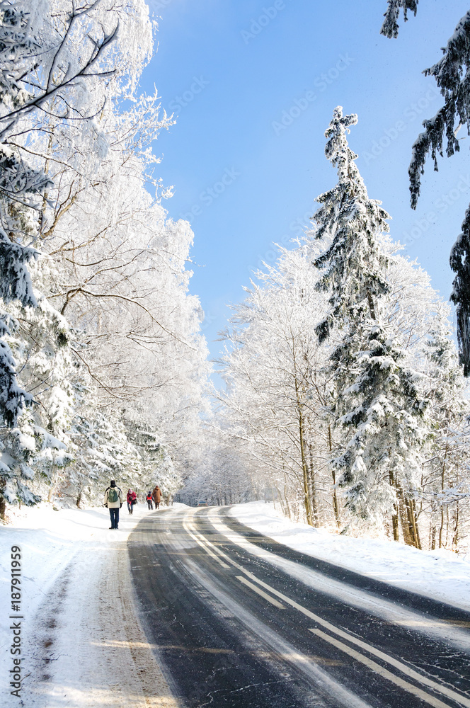 树上有雪的冬季景观