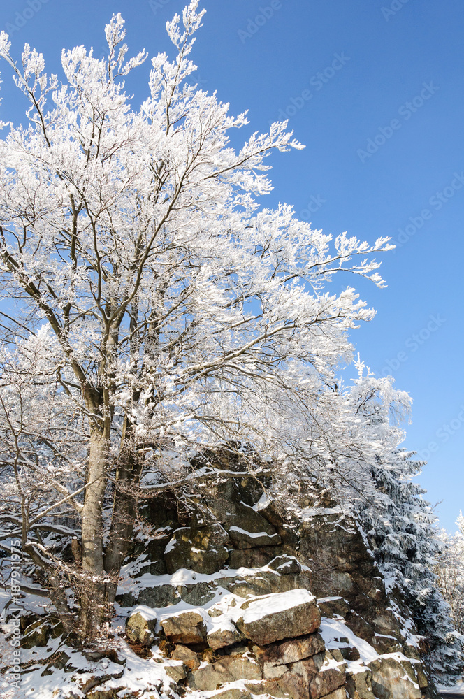 树上有雪的冬季景观