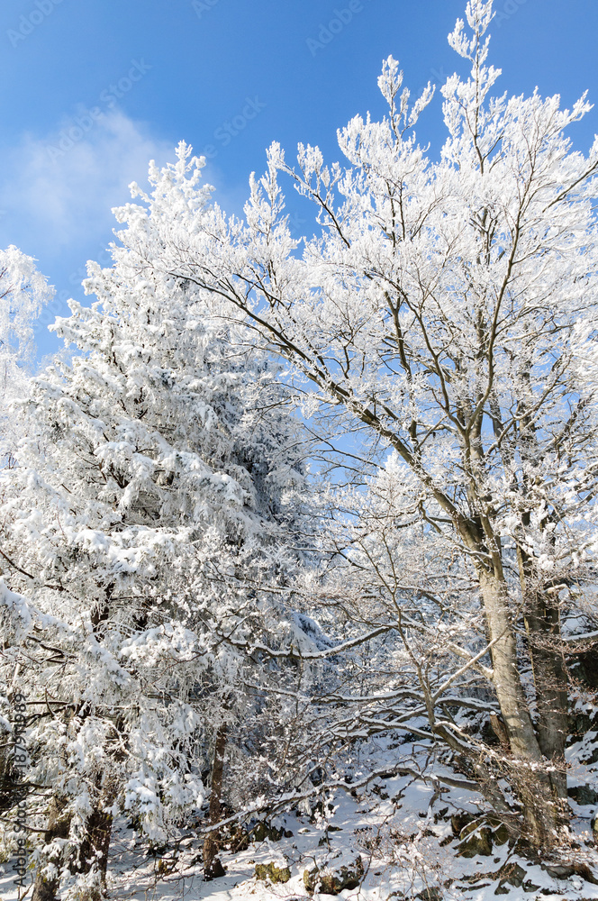 树上有雪的冬季景观