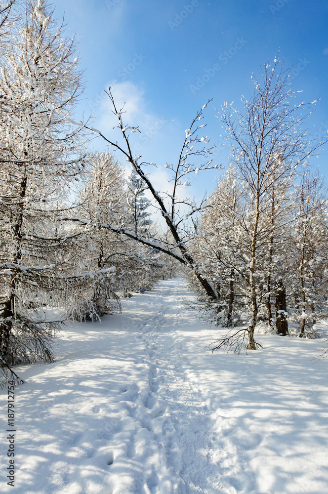 树上有雪的冬季景观