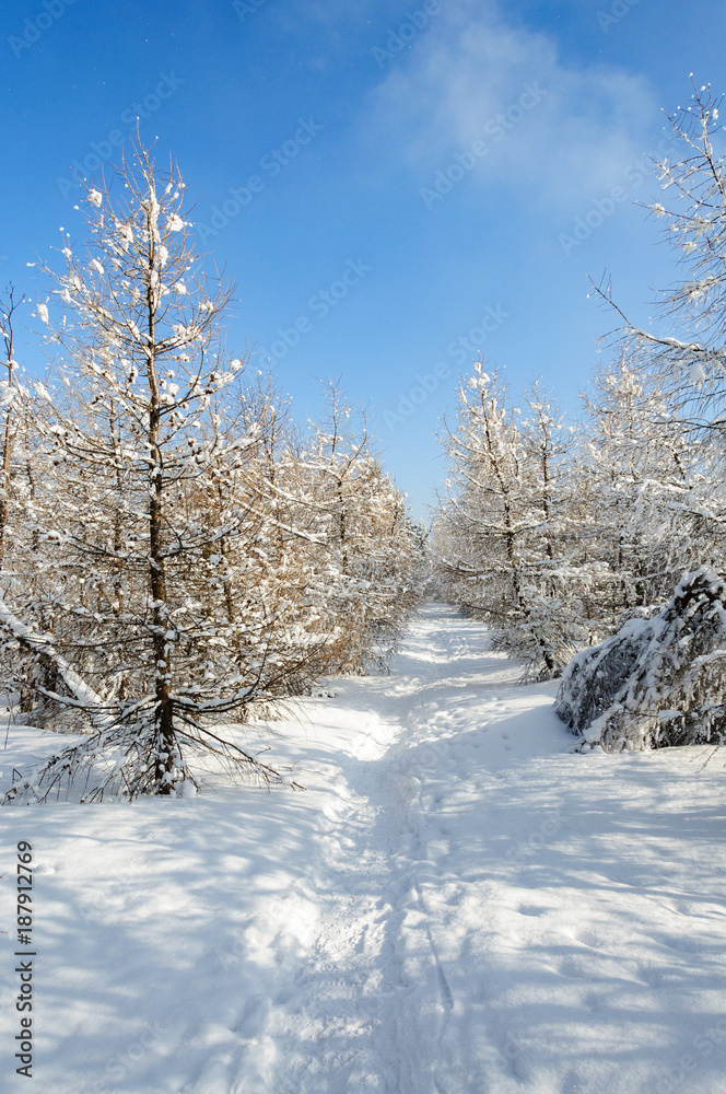 树上有雪的冬季景观