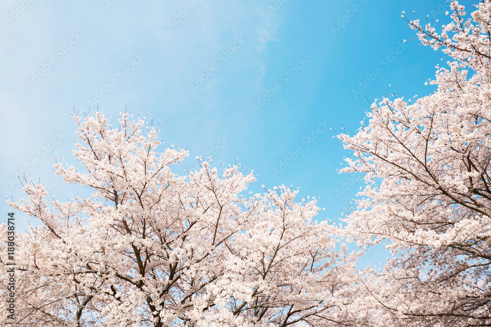 桜　染井吉野