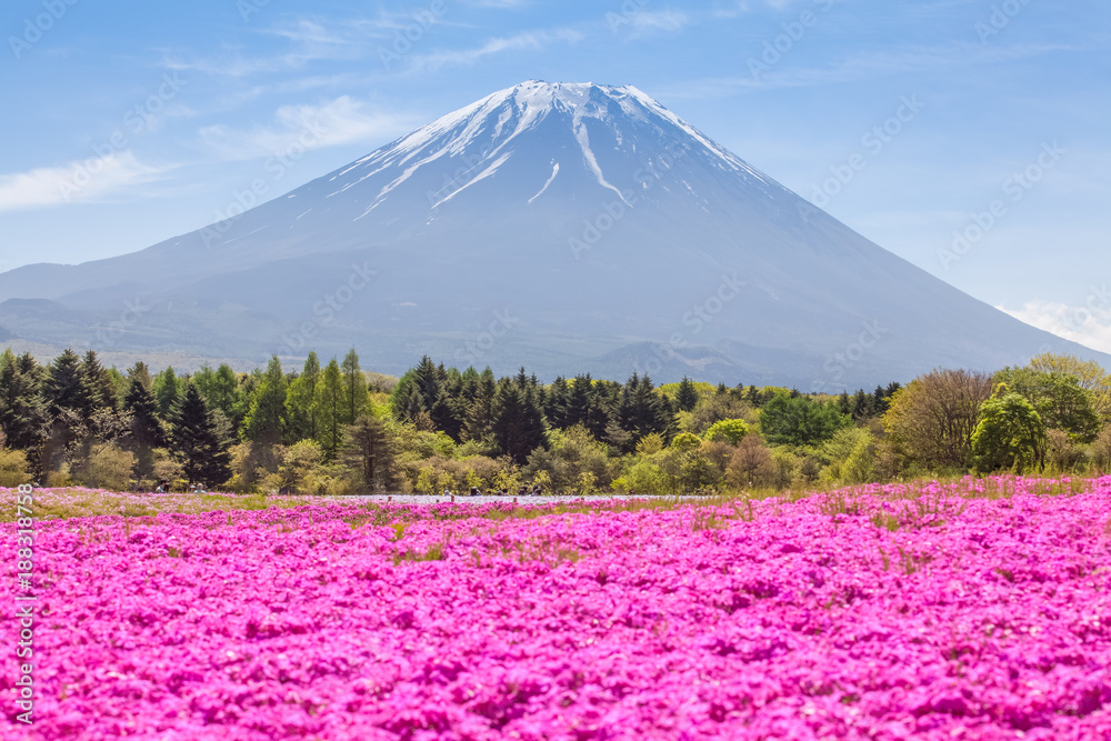 春天的富士山和粉红色苔藓田……