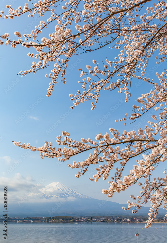 日本春季川口湖樱花和富士山