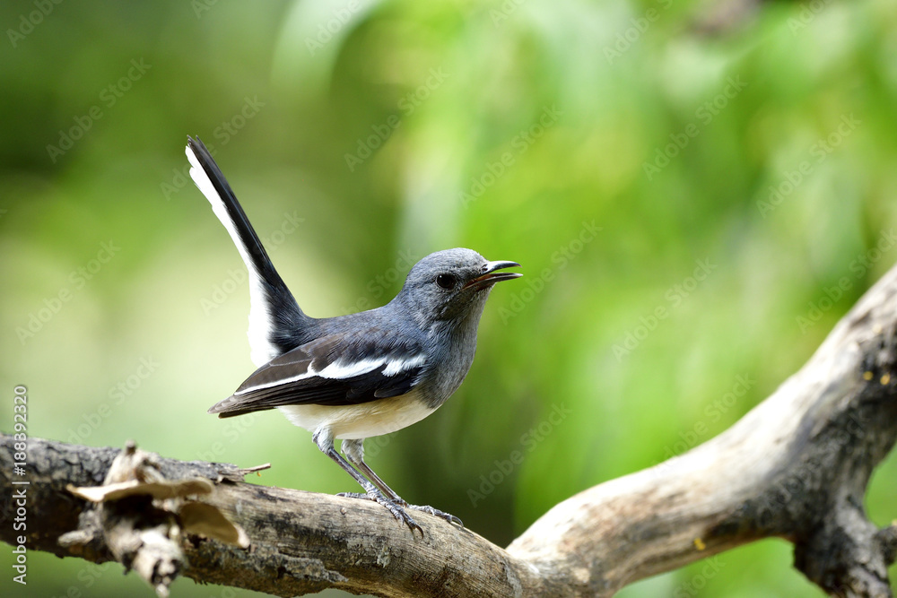 东方喜鹊知更鸟（Copsychus sauraris）的雌性，美丽的灰色和白色，长尾鸟pe