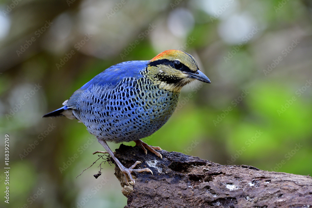 Blue Pitta（Hydrornis cyaneus）雄性美丽的蓝鸟，黄色和红色的头栖息在原木上